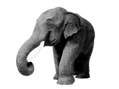 Elephant, treated