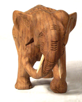 Elephant, untreated