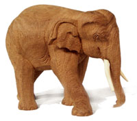 Elephant, untreated